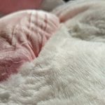 Kawaii Cat Paw Pillow Plush