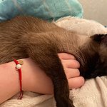 Lucky Cat Kawaii Bracelet